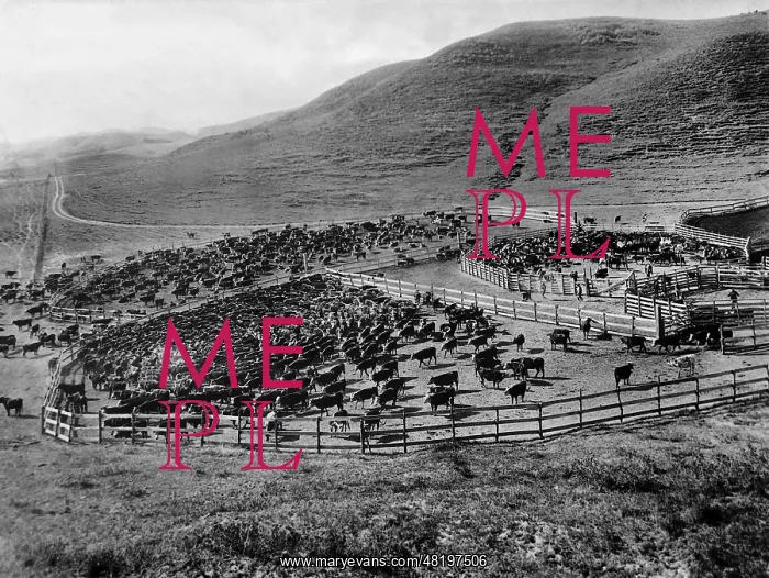 : Cattle herd in Wyoming, 1929 : Cattle herd in Wyoming, 1929