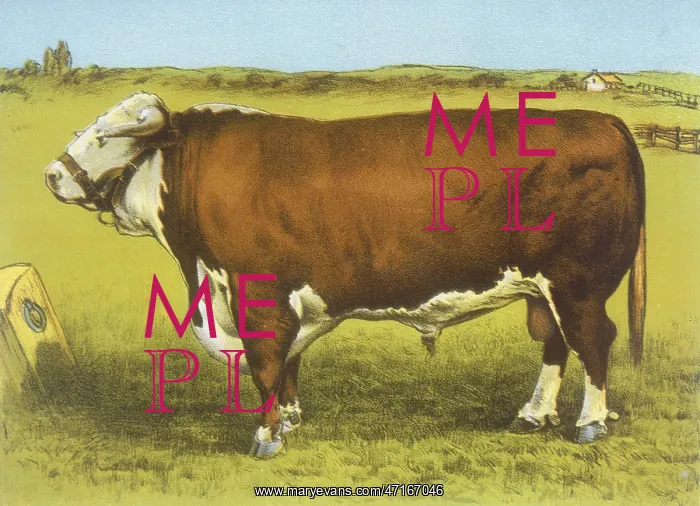  : CATTLE / HEREFORD BULL