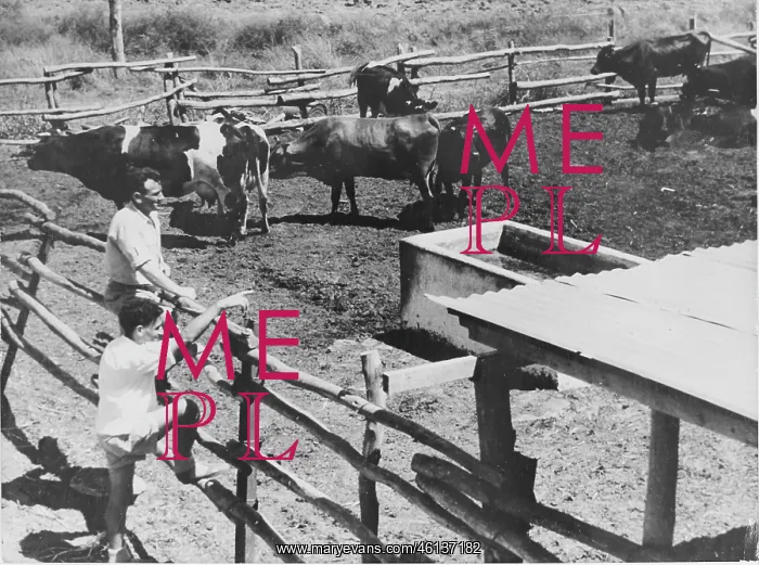 : Cattle in a Kibbutz. About 1965 : Cattle in a Kibbutz. About 1965