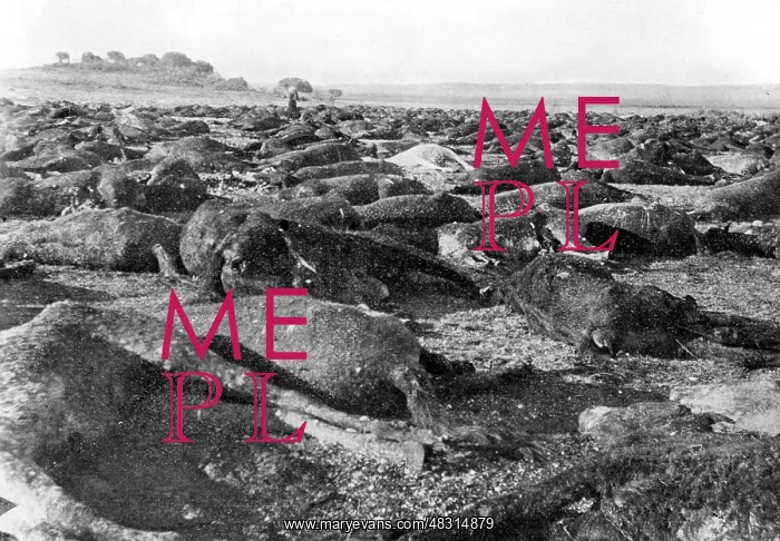: Cattle killed during the Boer War : Cattle killed during the Boer War