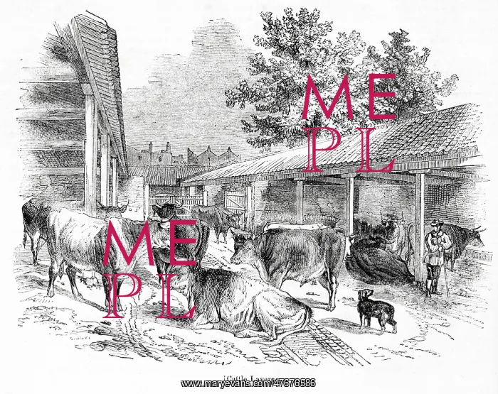 : Cattle layers at Laycock's Dairy, Islington, North London : Cattle layers at Laycock's Dairy, Islington, North London