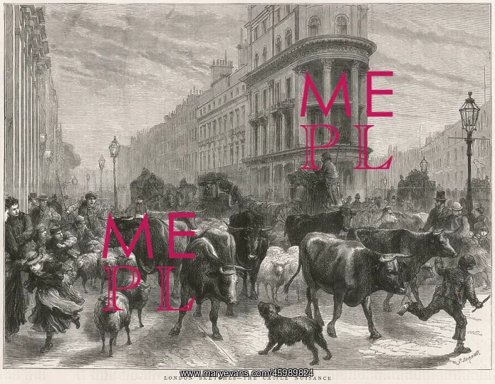 : Cattle in London 1877 : Cattle in London 1877