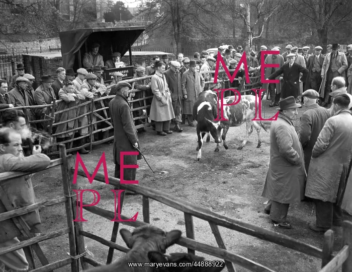 : CATTLE MARKET : CATTLE MARKET