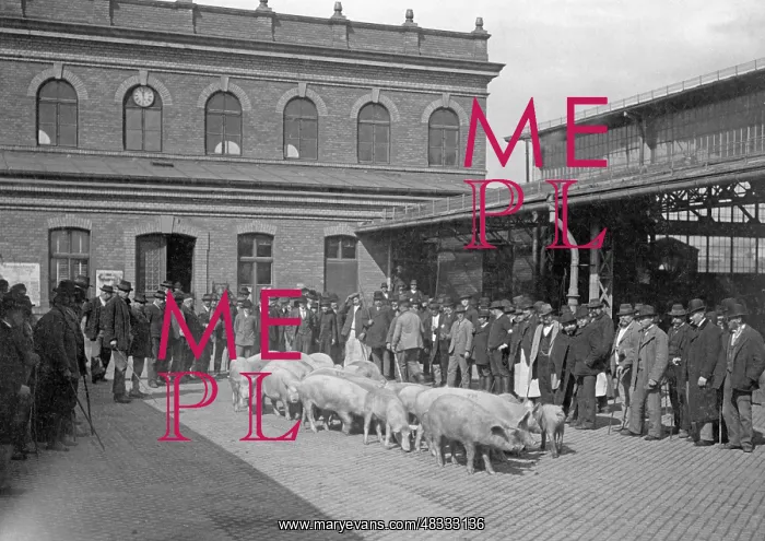 : A cattle market in Berlin, 1913 : A cattle market in Berlin, 1913