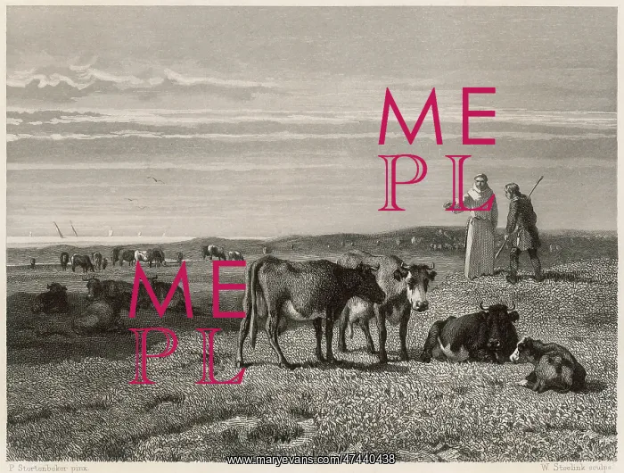 : CATTLE OF MIDDELBURG : CATTLE OF MIDDELBURG
