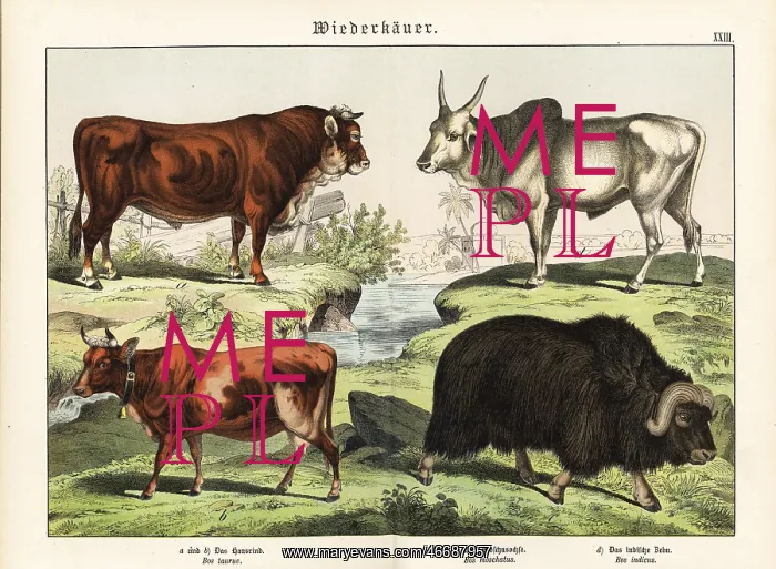 : Cattle, muskox and zebu : Cattle, muskox and zebu