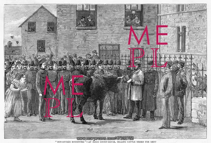 : CATTLE SEIZED : CATTLE SEIZED