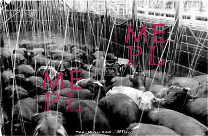 : CATTLE BEING SHOWERED : CATTLE BEING SHOWERED