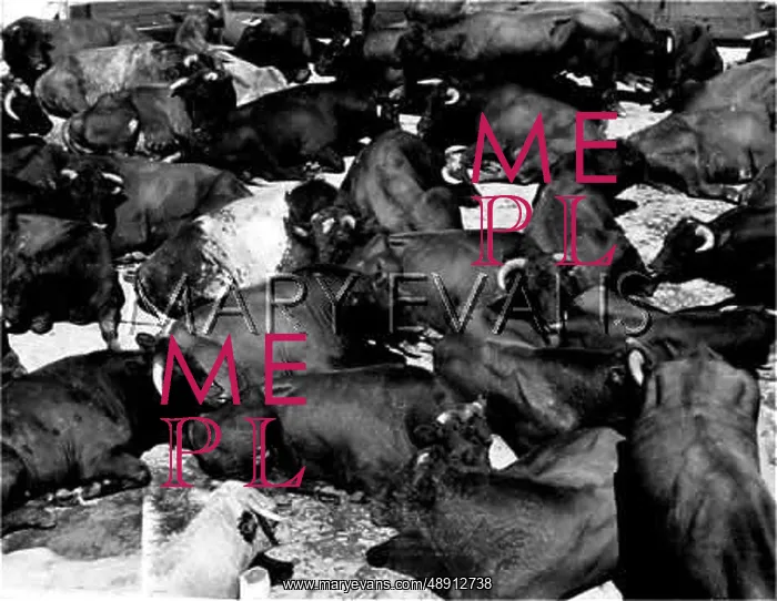: CATTLE FOR SLAUGHTER : CATTLE FOR SLAUGHTER