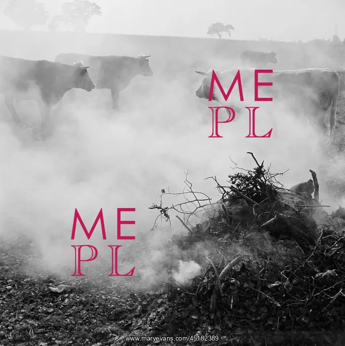 : Cattle In Smoke : Cattle In Smoke