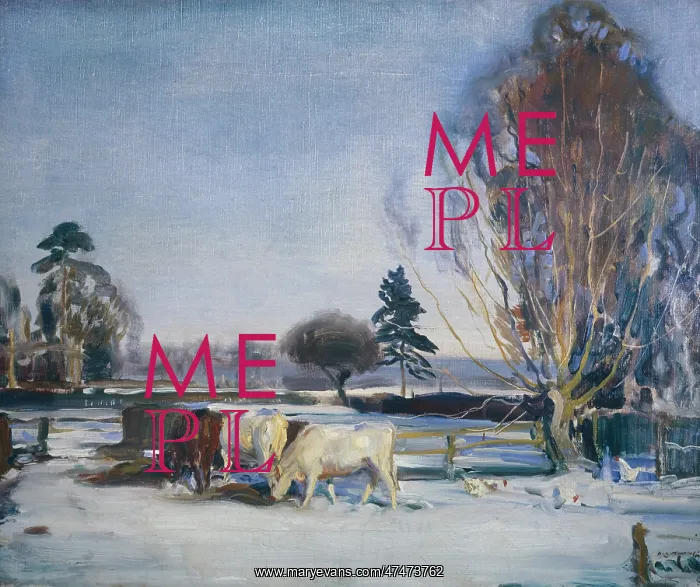 : Cattle in the Snow : Cattle in the Snow