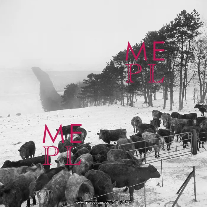  : Cattle in snow covered field
