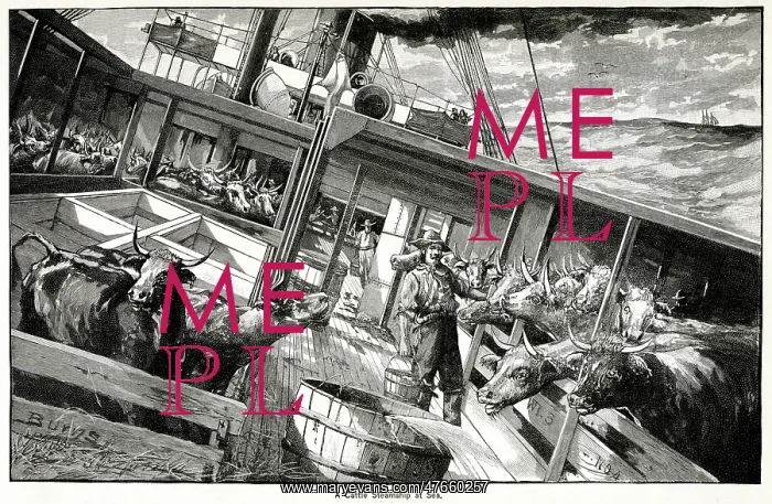 : Cattle steamship at sea 1891 : Cattle steamship at sea 1891