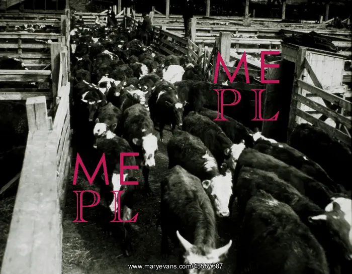 : Cattle at Stockyards, Chicago : Cattle at Stockyards, Chicago