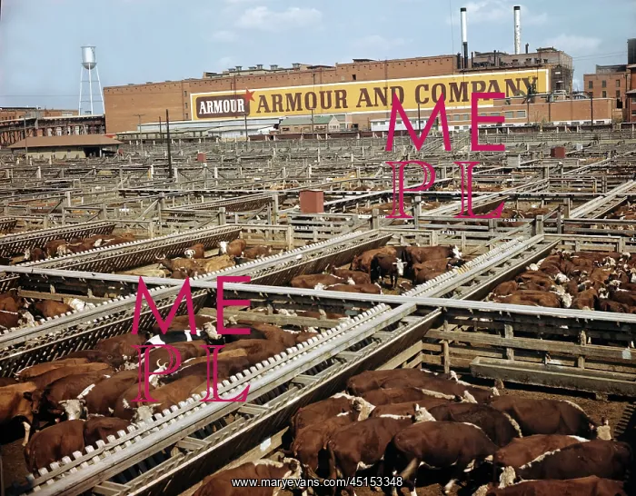 : Cattle Waiting For Slaughter : Cattle Waiting For Slaughter