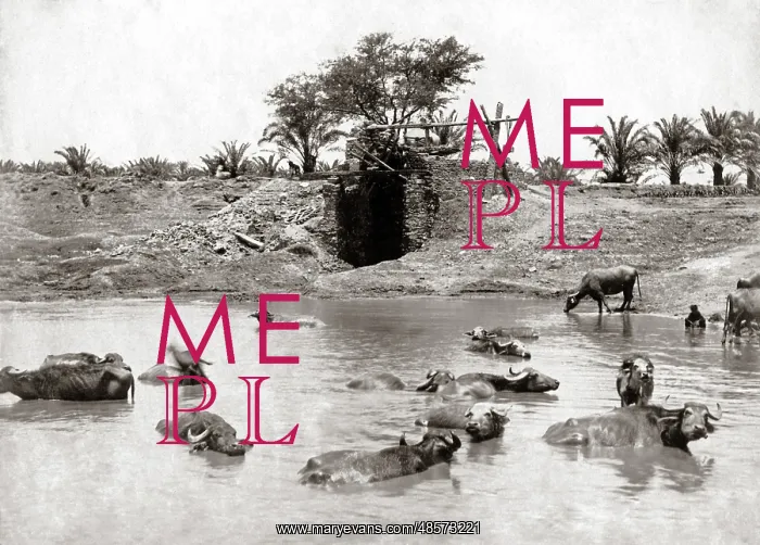  : Cattle in a waterhole, Egypt circa 1880s