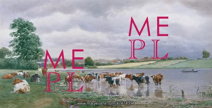 : Cattle Watering in a River : Cattle Watering in a River