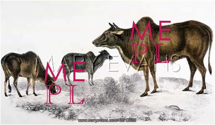 : CATTLE / ZEBU 19C : CATTLE / ZEBU 19C