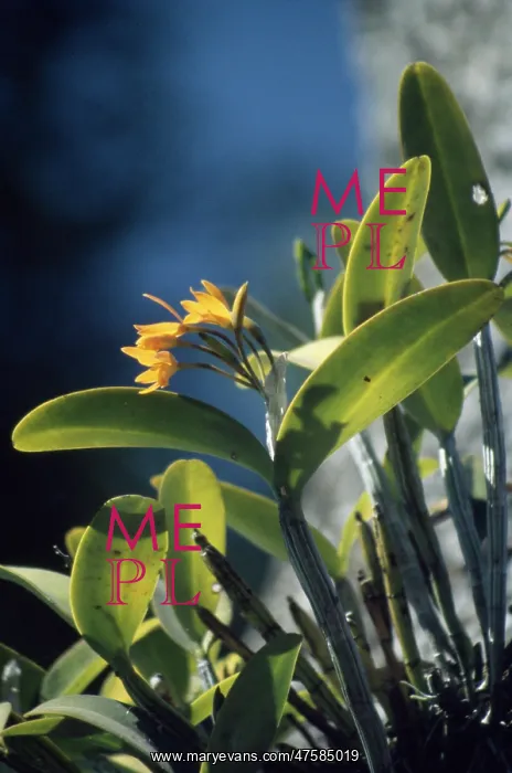  : Cattleya aurantiaca (orchid)