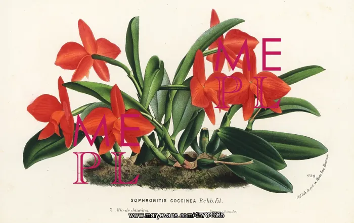 : Cattleya coccinea orchid : Cattleya coccinea orchid