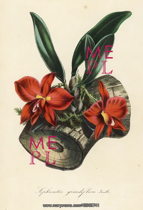 : Cattleya coccinea orchid : Cattleya coccinea orchid