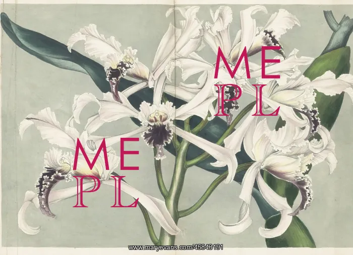 : Cattleya crispa orchid : Cattleya crispa orchid