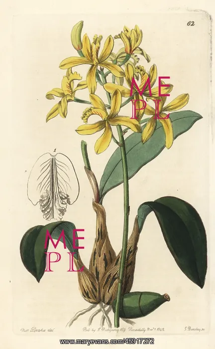 : Cattleya crispata orchid : Cattleya crispata orchid