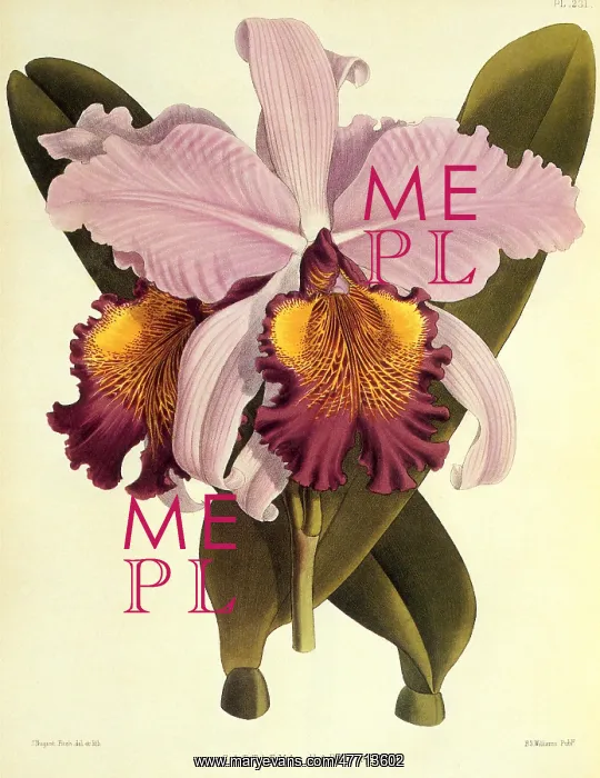  : Cattleya Hardyana