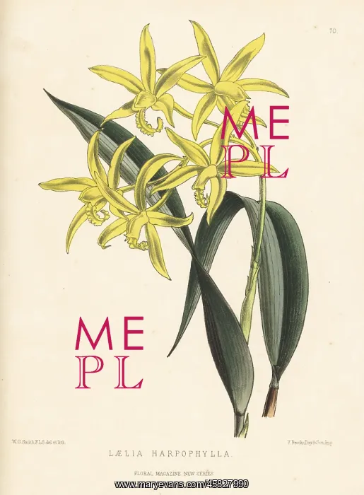 : Cattleya harpophylla orchid : Cattleya harpophylla orchid