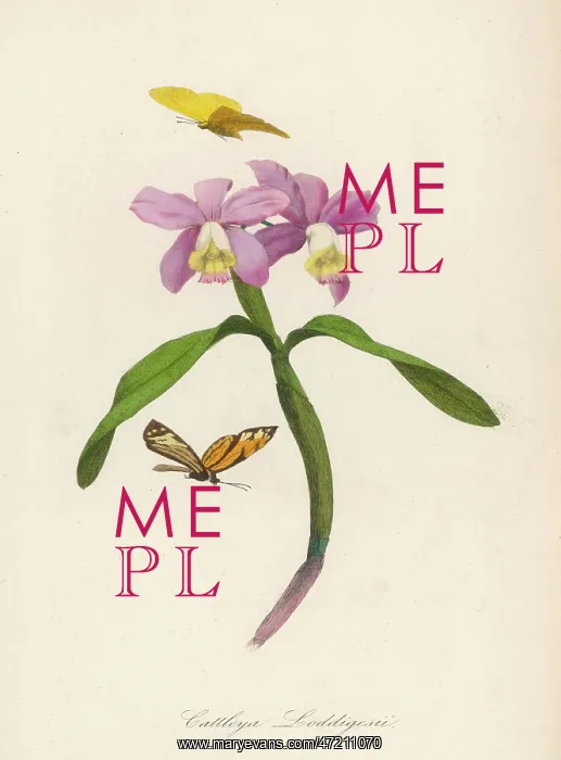  : CATTLEYA LODDIGESII