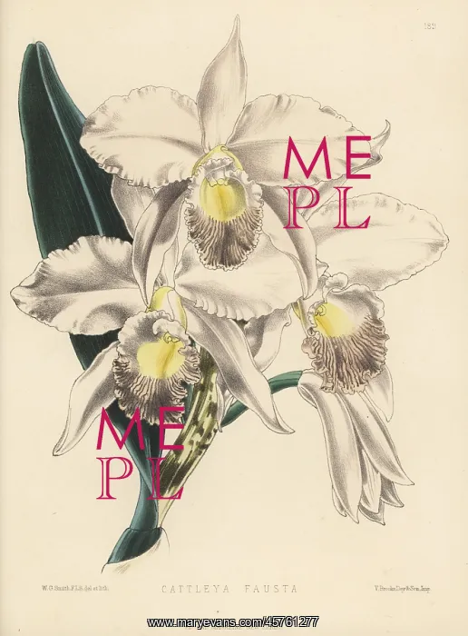  : Cattleya orchid hybrid, Cattleya x fausta