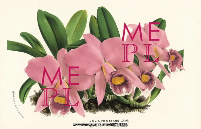 : Cattleya praestans orchid : Cattleya praestans orchid
