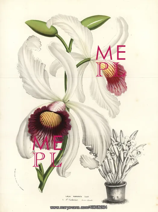 : Cattleya purpurata orchid : Cattleya purpurata orchid