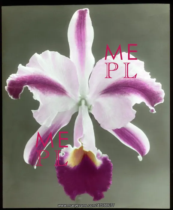 : Cattleya Trianae Mrs Phillips : Cattleya Trianae Mrs Phillips