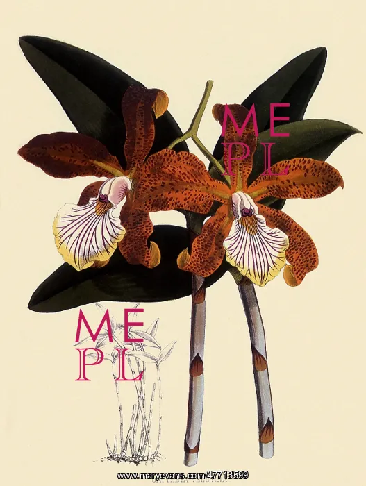  : Cattleya Velutina
