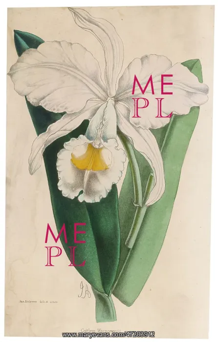  : CATTLEYA WARSCEWICZU