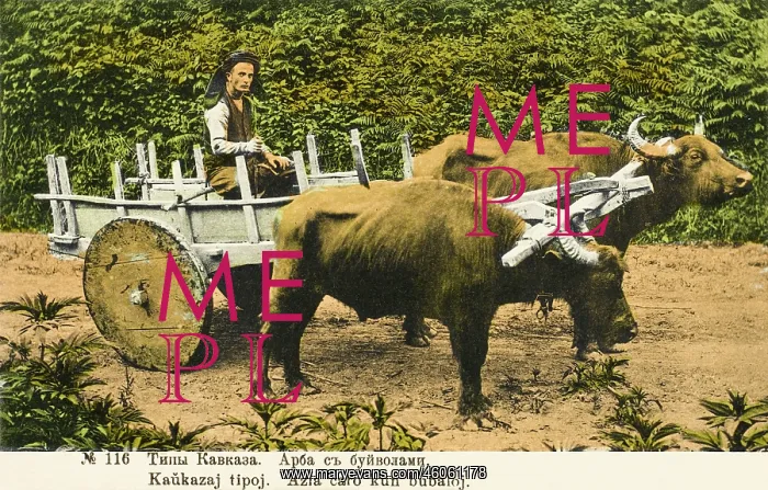  : Caucasian Farmer with Arba cart