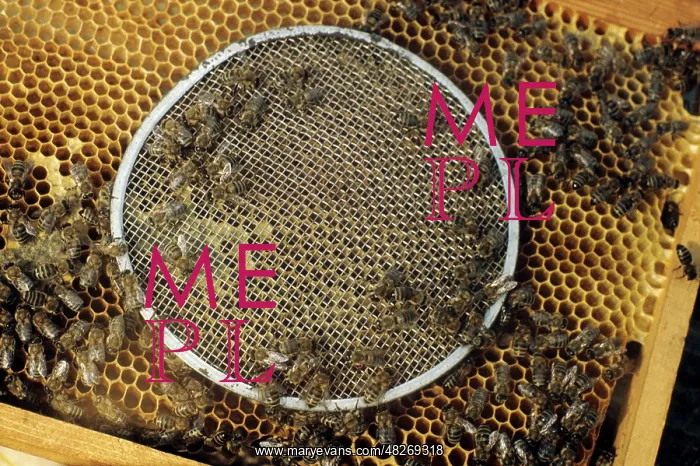 : Caucasian honey, 1974 : Caucasian honey, 1974
