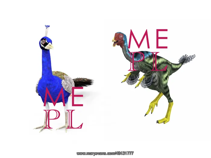 : A Caudipteryx compared to a modern adult peacock : A Caudipteryx compared to a modern adult peacock