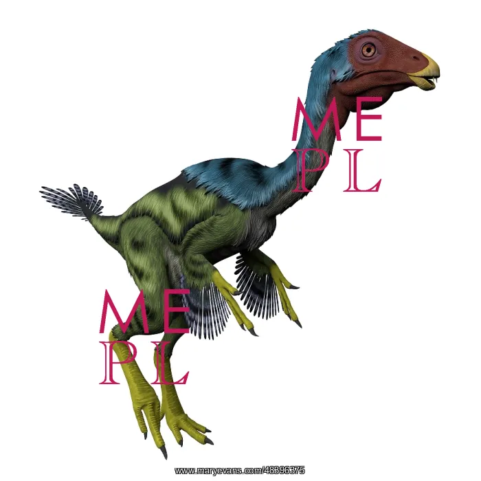 : Caudipteryx flightless bird, white background : Caudipteryx flightless bird, white background