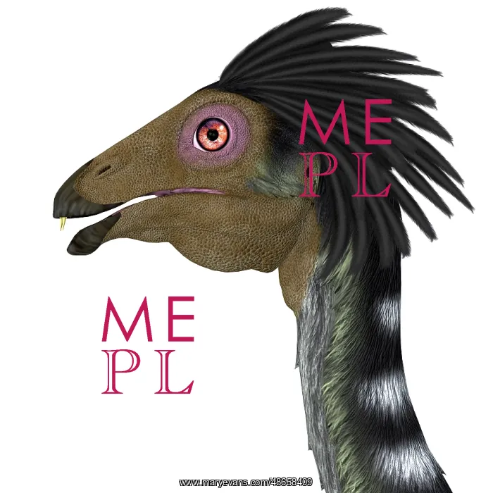 : Caudipteryx portrait : Caudipteryx portrait