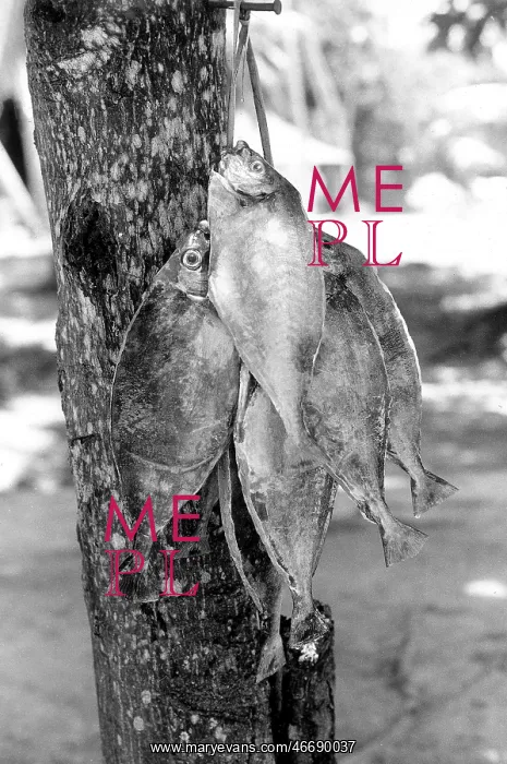 : Caught fish hanging on a tree, La Digue, Seychelles : Caught fish hanging on a tree, La Digue, Seychelles