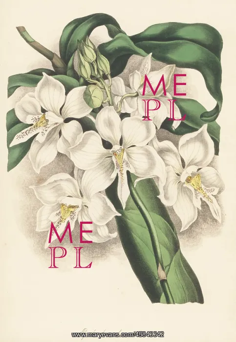 : Caularthron bicornutum orchid : Caularthron bicornutum orchid