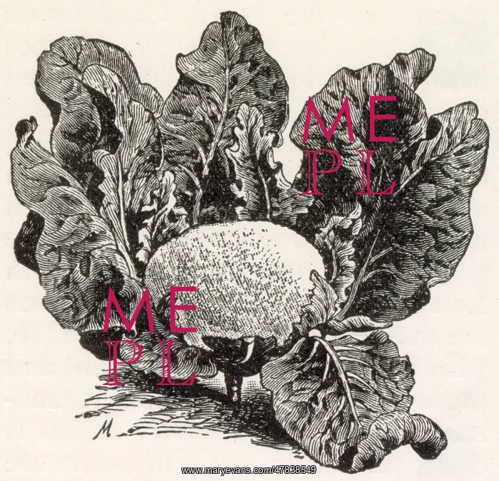 : Cauliflower : Cauliflower