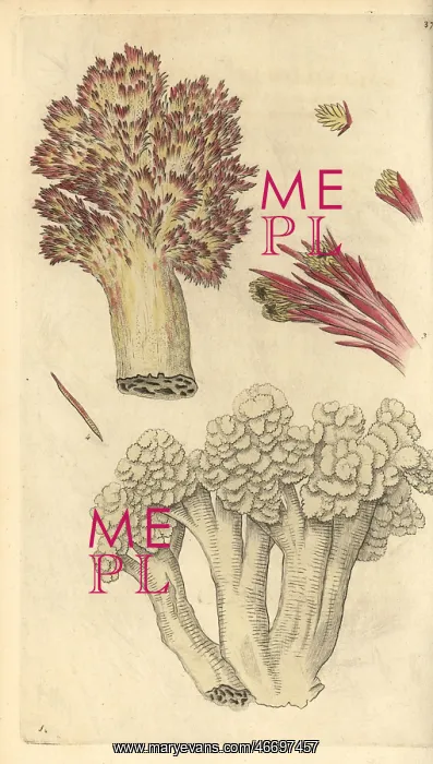 : Cauliflower alcyonium, Alcyonium botryoides : Cauliflower alcyonium, Alcyonium botryoides