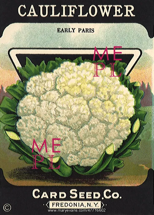  : Cauliflower Seed Packet