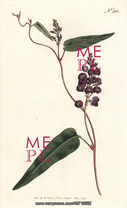 : Caulinia bimaculata : Caulinia bimaculata