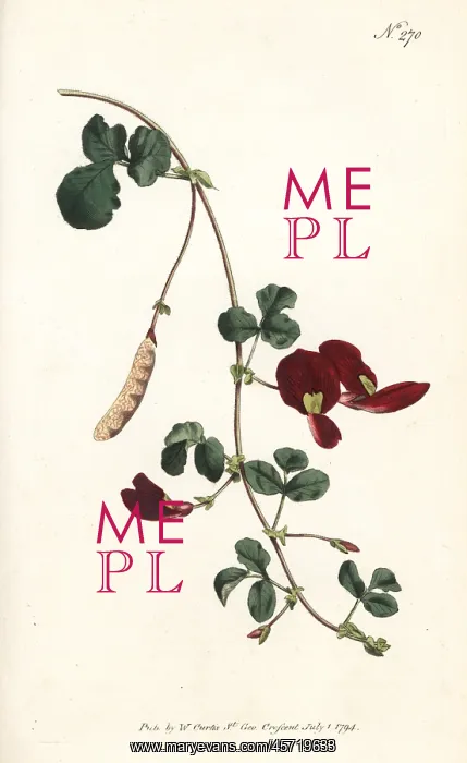 : Caulinia coccinea : Caulinia coccinea