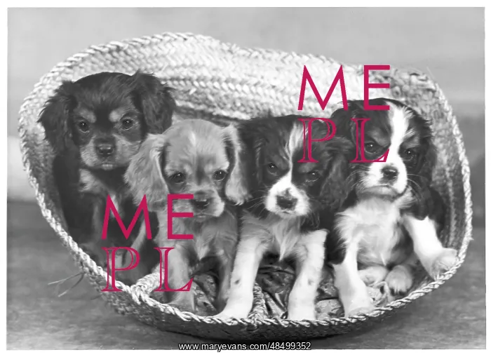 : CAVALIER KING CHARLES : CAVALIER KING CHARLES