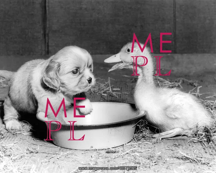 : Cavalier King Charles Spaniel Pup and duckling : Cavalier King Charles Spaniel Pup and duckling